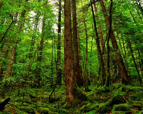  西安为普技术有限公司及西安为普技术有限公司招聘