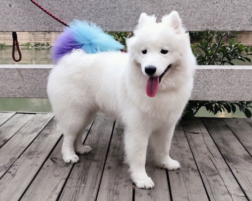 咸阳湖郁金香怎么样（咸阳湖景区郁金香）