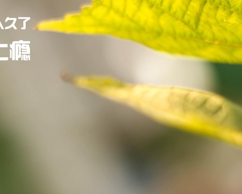  西安娇子化妆品有限公司：打造优质美妆产品，引领时尚潮流