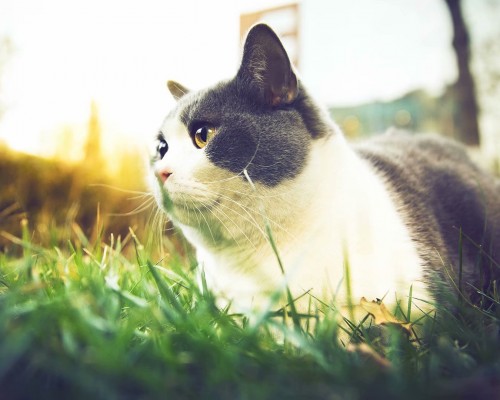  四川中和工程项目管理有限公司西安风扇及四川中和建筑工程有限公司