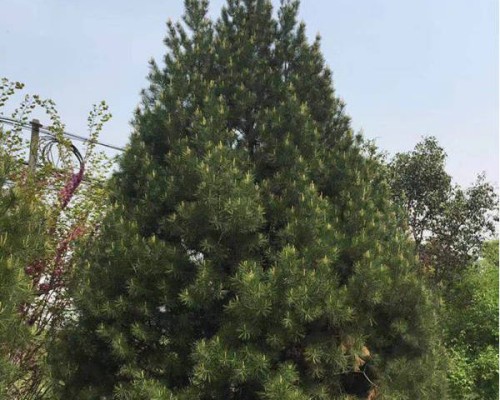 蓝田县绿迪苗圃