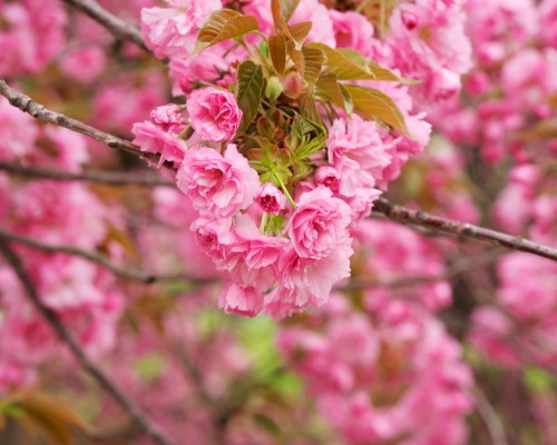 陕西集成科技股份有限公司怎么样（陕西集成科技股份有限公司怎么样啊）