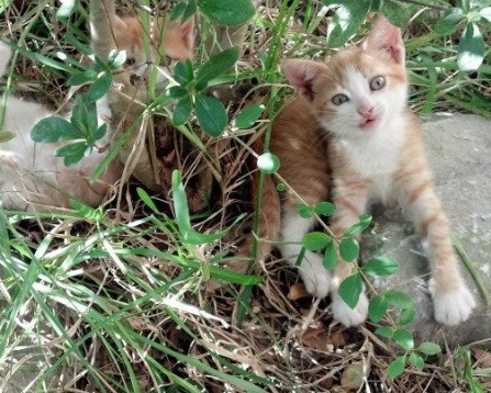 西安东雅电子科技怎么样（西安东雅电子科技怎么样啊）
