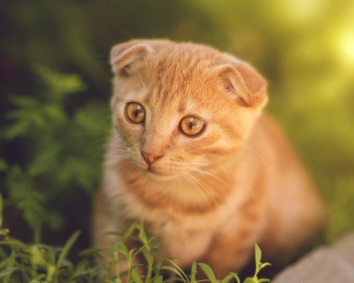  西安新嘉鲜(御宝集团)乳业有限公司及西安新嘉润汽车贸易有限公司