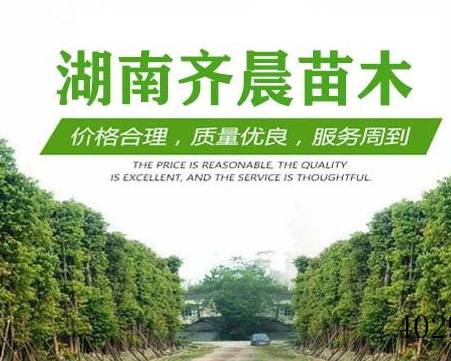 益阳齐晨苗木基地