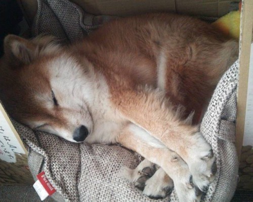 红星二锅头官网