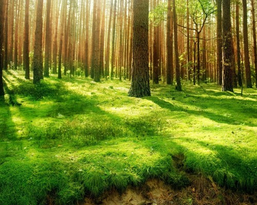 个人独资企业与外商独资企业的区别有哪些