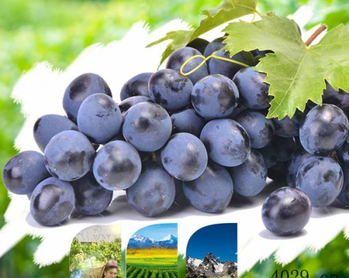 ​西安八里看种养殖农业专业合作社