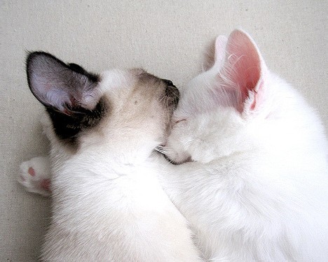  西安志泰电子科技有限公司及西安志泰电子科技有限公司中标