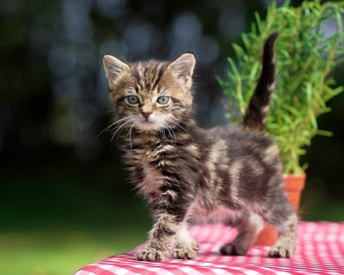  国际申请专利及国际申请专利的流程和费用