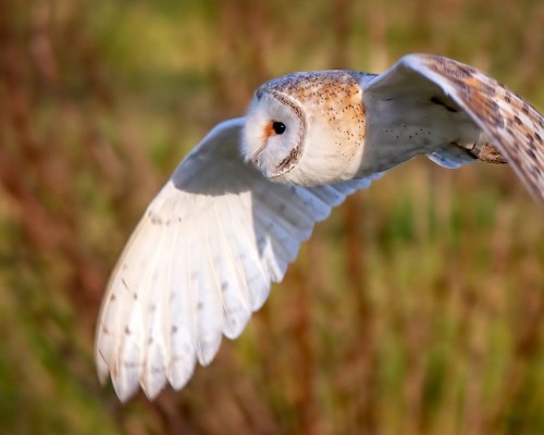 西安水草玉是什么原因， 西安水草玉的神秘魅力与文化内涵
