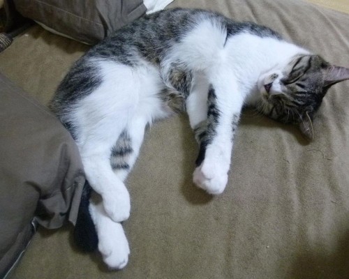  西安汉中高铁：缩短西部城市间的交通距离，加速经济发展