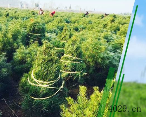 西安绿嘉白皮松苗圃