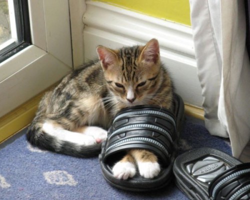 西安艳阳里四季怎么样（艳阳里小区）