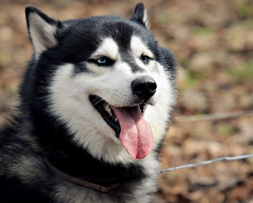 吉林市凤凰妇科医院