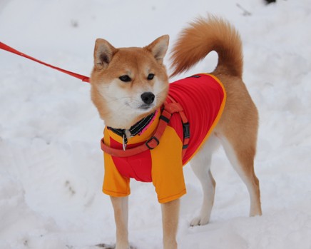 陕西话官女子什么意思， 陕西话中的“官女子”：一种独特的地域文化表达