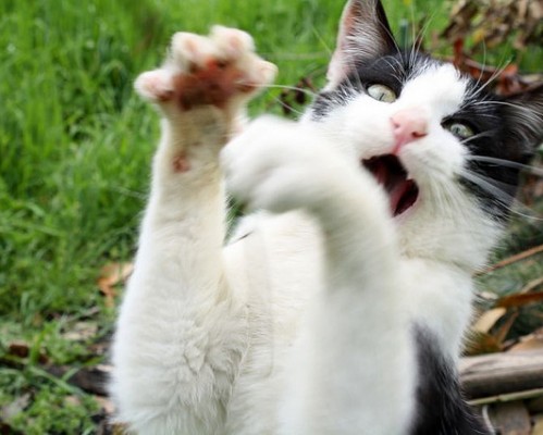 西安独一张怎么样（西安独一方）