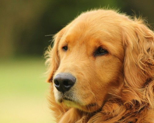 四叠半神话大系官网