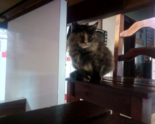 个人转给公司股权要交税吗