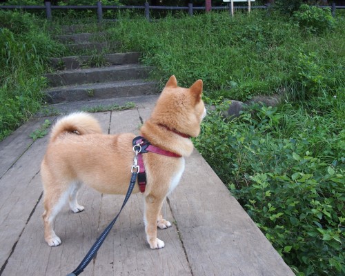 天使的心跳官网