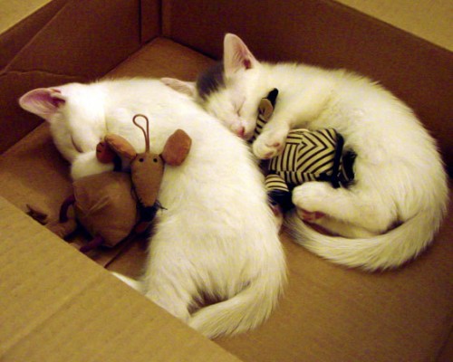 西安鸣宇的建材怎么样（西安鸣宇的建材怎么样啊）