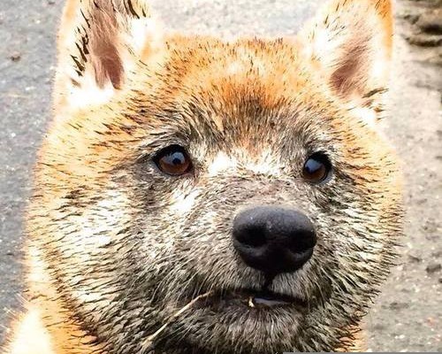 陕西鼎盛国际货运代理有限公司怎么样