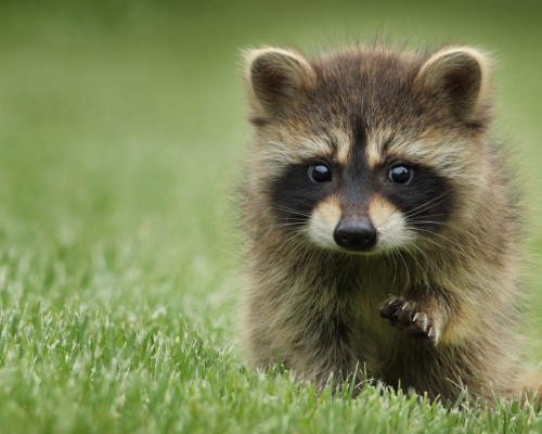 装修公司代理记账流程及费用