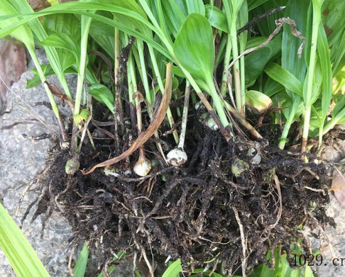 华南种养殖有限公司