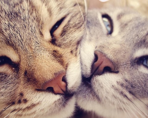 西安途众留学服务有限公司怎么样