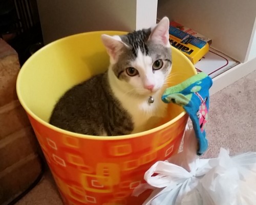 西安榴花幼儿园怎么样（西安榴花幼儿园怎么样啊）