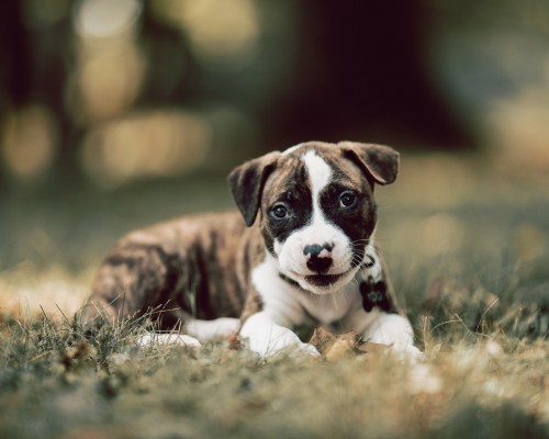  广东巴特利热能科技有限公司在西安维修电话及广东巴特利热能科技有限公司在西安维修电话是多少