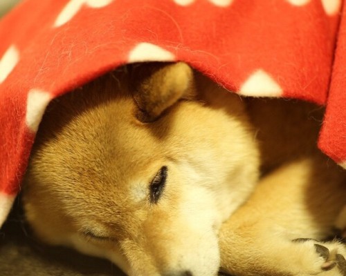 陕西昱晟星公司怎么样（陕西昱晟星房地产信息咨询有限公司）