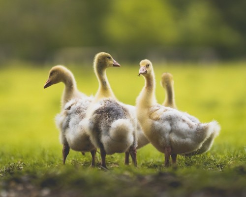  西安华旗线缆有限公司及西安华旗线缆有限公司招聘