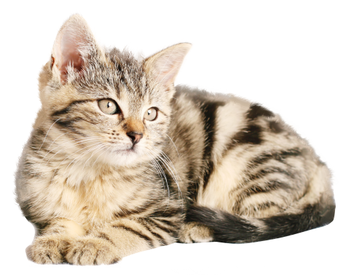  为什么在四川商标注册国家官网查不到？如何解决？