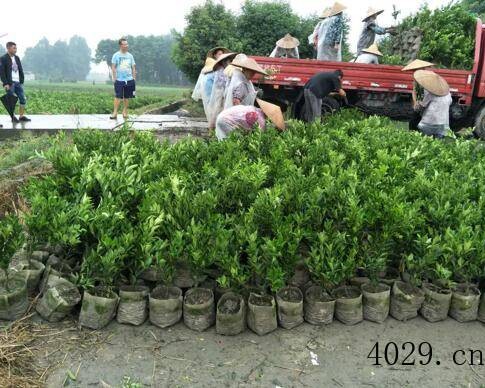 蒲江县沃森柑橘有限公司