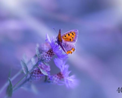 91手机助手官网