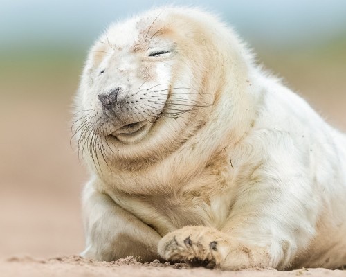 密尔沃基雄鹿队官网