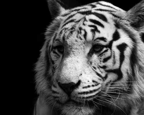 南阳市第二人民医院官网