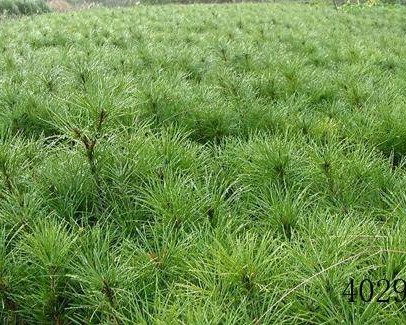 蓝田县绿茵园林绿化有限责任公司