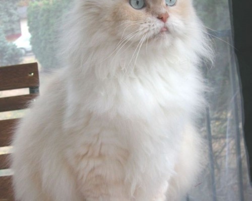  西安康辉旅游：让你畅游历史古城的最佳选择