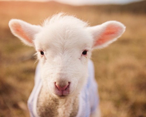 雅安市精神病医院官网