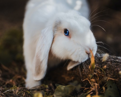 台中荣民总医院官网