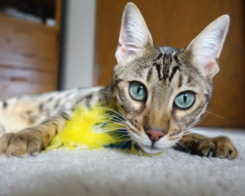 陕西养老保险APP软件是什么， 陕西养老保险APP软件：一站式解决您的养老问题