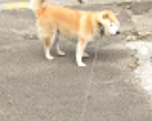 帕克斯足球俱乐部