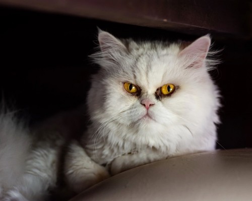 西安华夏物联有限公司怎么样（华夏物联贸易(武汉)有限公司）