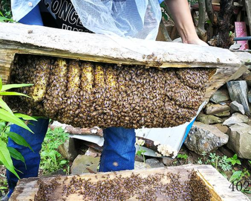 马尔康绿丰中蜂养殖农民专业合作社